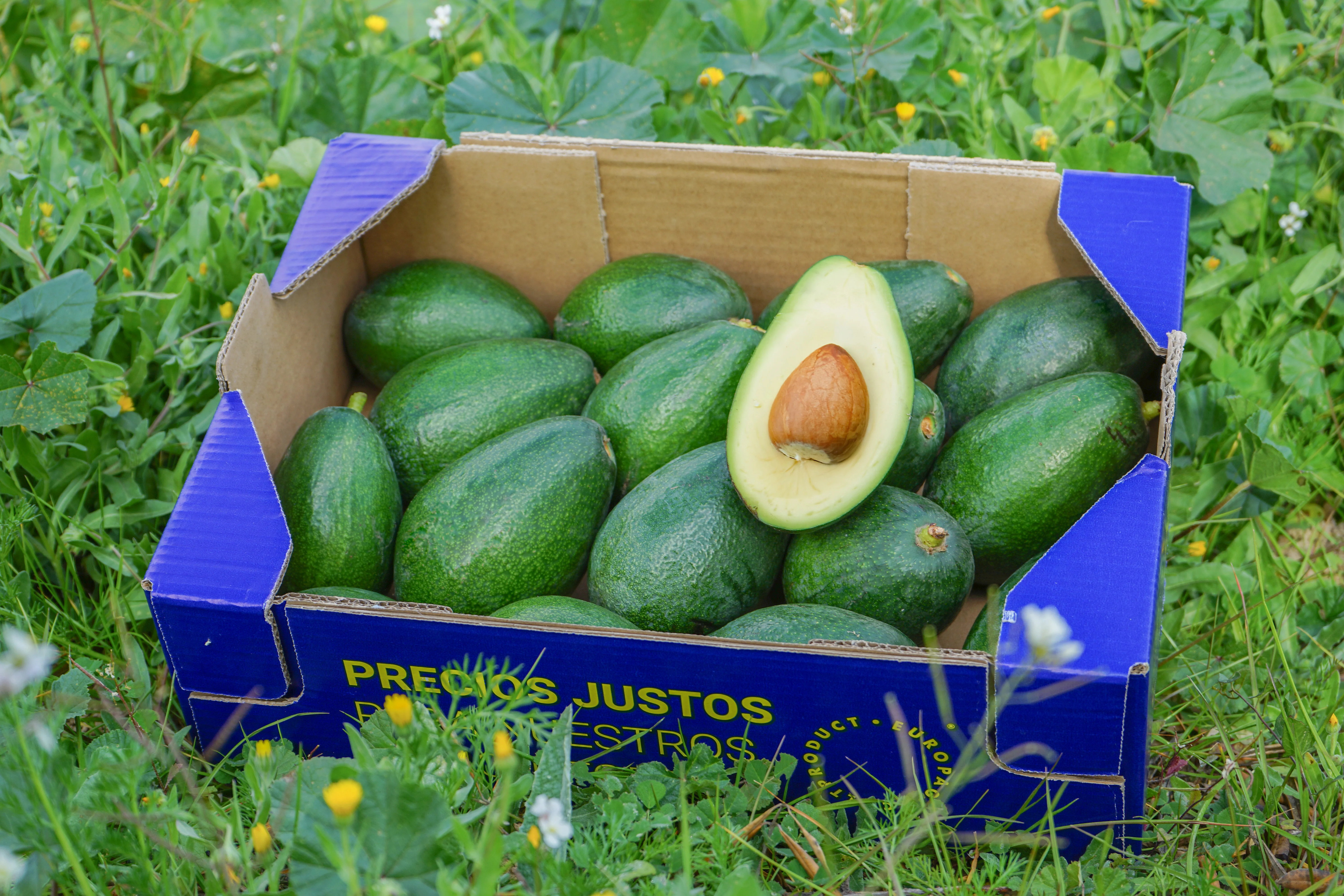 Aguacate de Nuestros Agricultores - Image 3